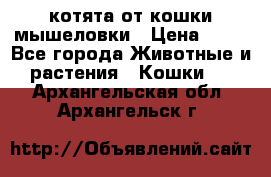 котята от кошки мышеловки › Цена ­ 10 - Все города Животные и растения » Кошки   . Архангельская обл.,Архангельск г.